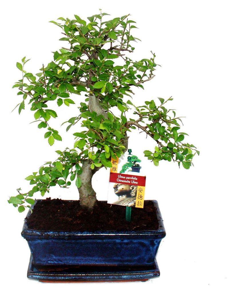 Bonsai Chinesische Ulme - Ulmus parviflora - ca. 8 Jahre Produktbild 