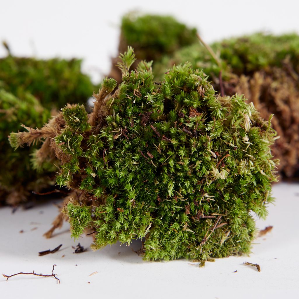 3er Set Mooskissen Living Cushion Moss Grün 8-20 cm Durchmesser für Terrarien & Dekoration