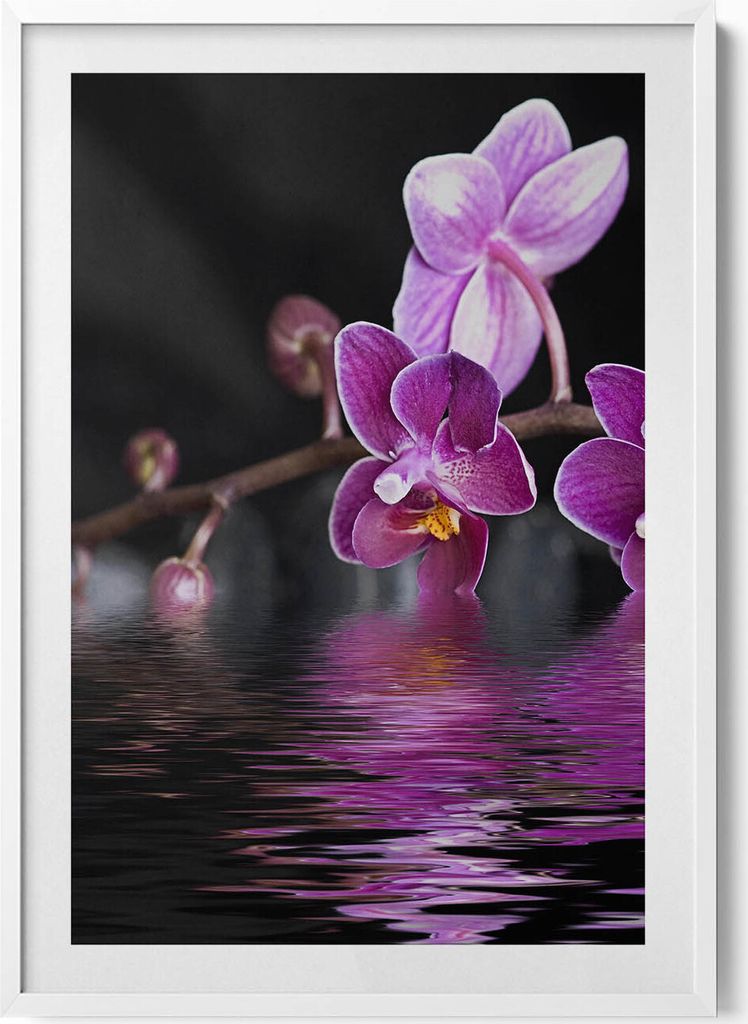 Rosa Orchideenblüte auf dem Wasser– Wandbild mit Rahmen – Gerahmtes Bild – Wanddekoration – 70x100 cm – Weiß Rahmen