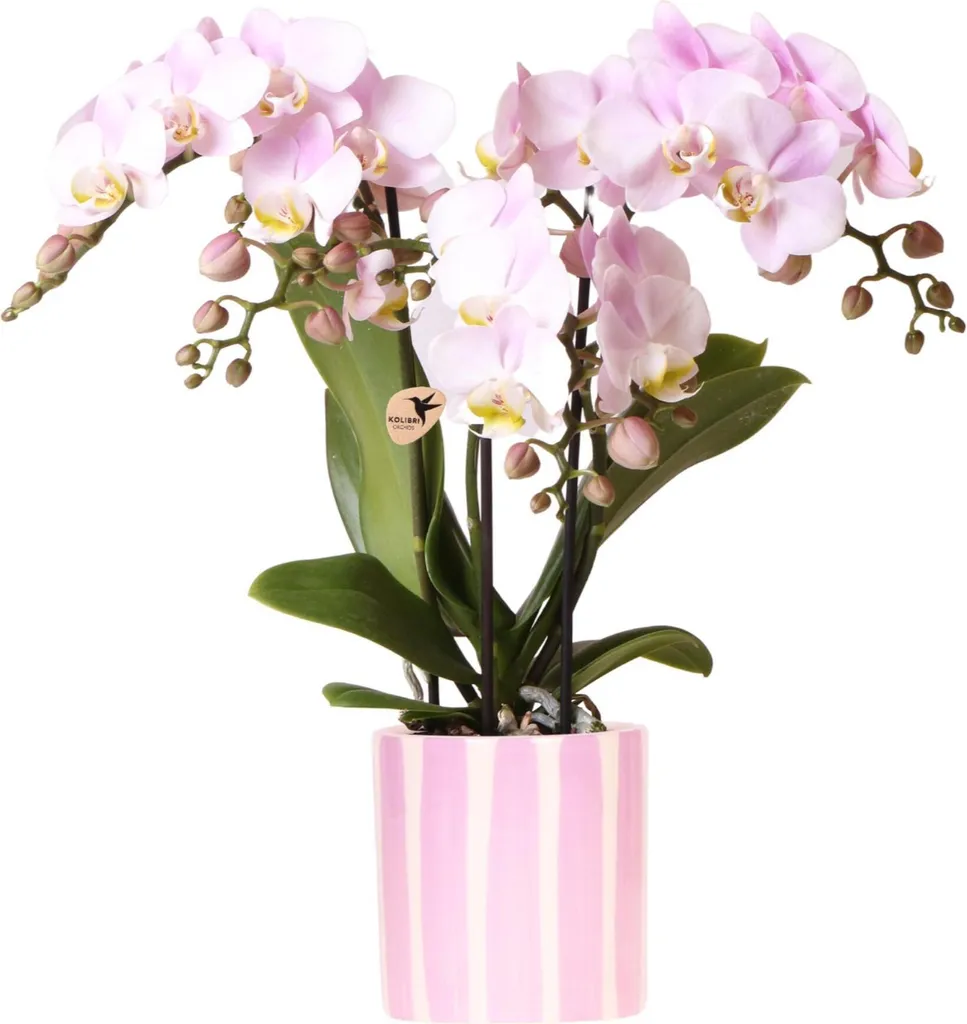 Kolibri Orchids Orchidée Phalaenopsis Rose Portugal et Pot Painted Stripe