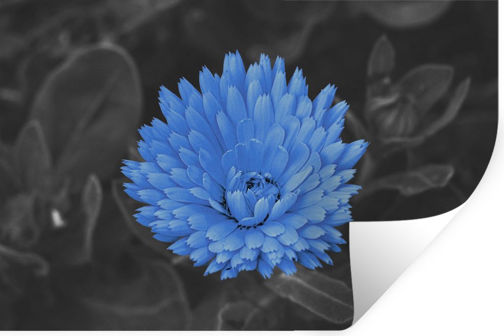 MuchoWow Wandtattoo Wandsticker Wandaufkleber Blumen - Schwarz - Weiß - Blau 120x80 cm Selbstklebend und Repositionierbar - Selbstklebend - Foto...