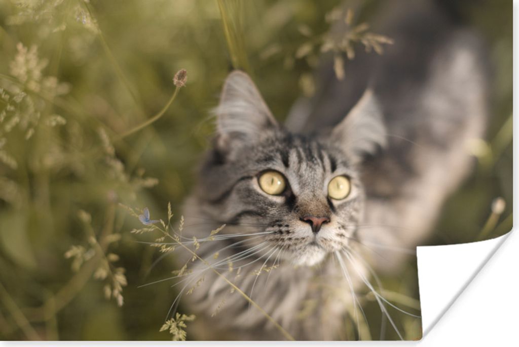 MuchoWow Poster Eine Maine Coon-Katze im hohen Gras 180x120 cm - Fotoplakat