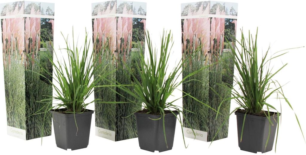 Three potted pampas grass plants are displayed in front of their packaging, which features an image of mature pampas grass.