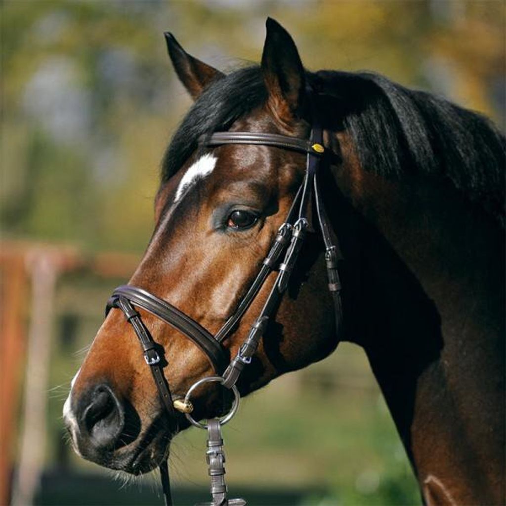 KAVALKADE Trense QUENTIN Ecoline englisch kombiniertes Reithalfter schwarz, Warmblut