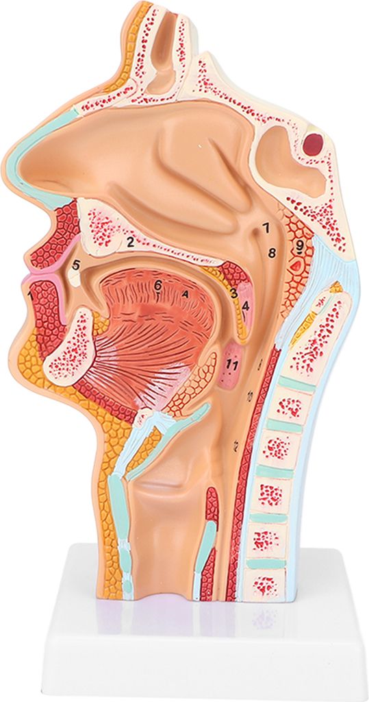 Anatomisches Modell der menschlichen Nase, Mundhöhle und des Rachens für die Präsentation im naturwissenschaftlichen Unterricht
