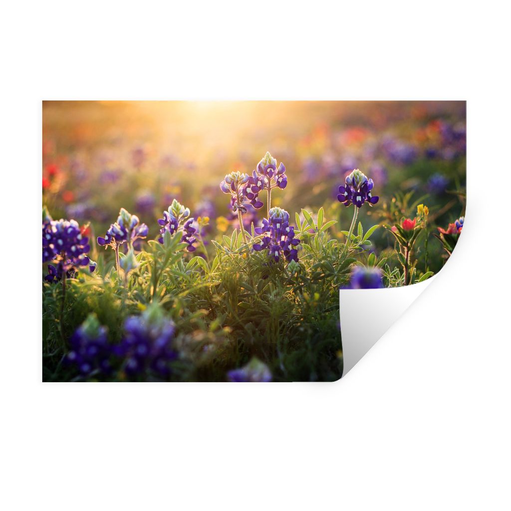 MuchoWow Wandtattoo Wandsticker Wandaufkleber Texas Bluebonnet Blumen bei einem goldenen Sonnenuntergang 60x40 cm Selbstklebend und Repositionier...