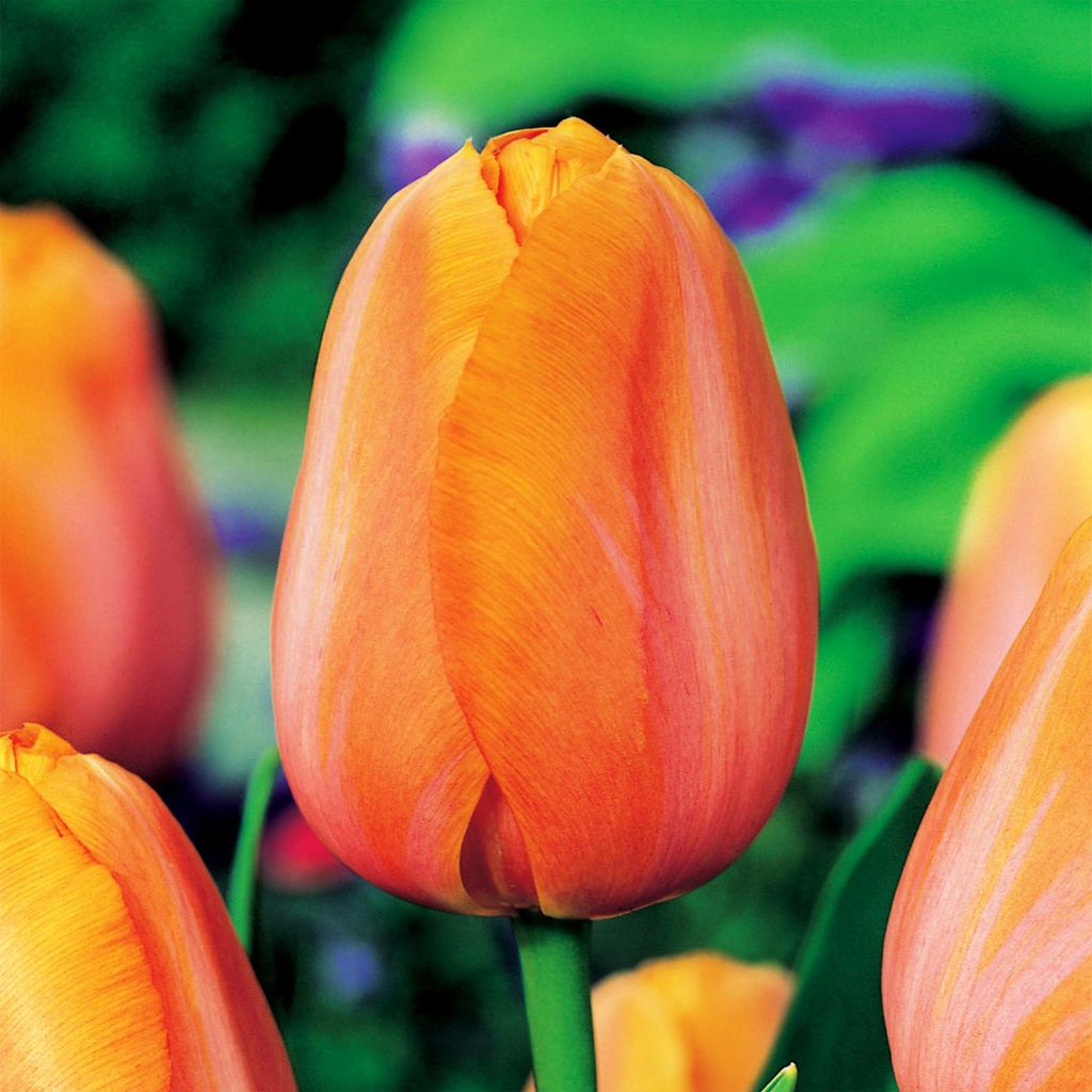 Tulipány Cibuľky Cibuľky Kvety Triumf Tulipán Dordogne 5 Obrázok produktu 