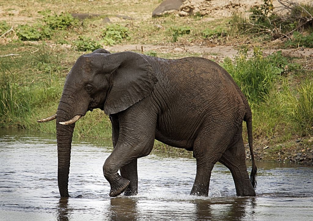 hansepuzzle 84639 - Elefant Puzzle, 130 Teile, Natur, 28,7 x 20,0cm mit hochwertiger Aufbewahrung, Kartonbox und wiederverschließbarem Beutel