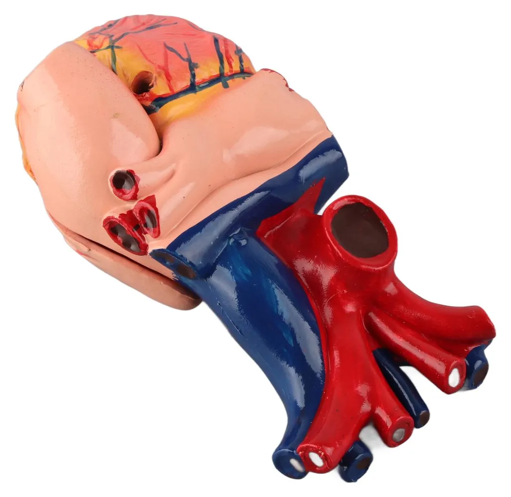 Maquette de cœur humain détaillée avec structures internes amovibles - 15