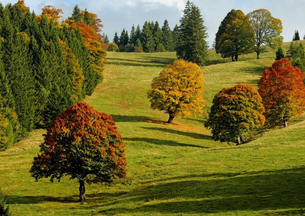 hansepuzzle 49617 - Herbstwald Puzzle, 260 Teile, Natur, 41,0 x 28,0cm mit hochwertiger Aufbewahrung, Kartonbox und wiederverschließbarem Beutel