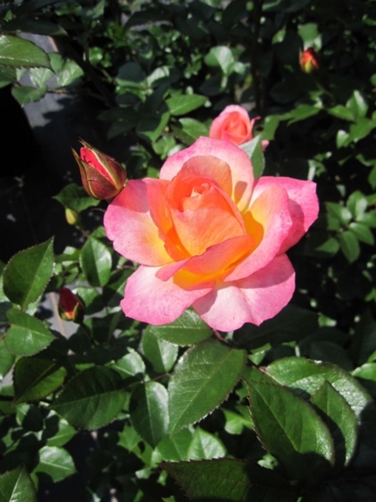 Rosa Dekora - Strauchrose Dekora - Kordes Rose