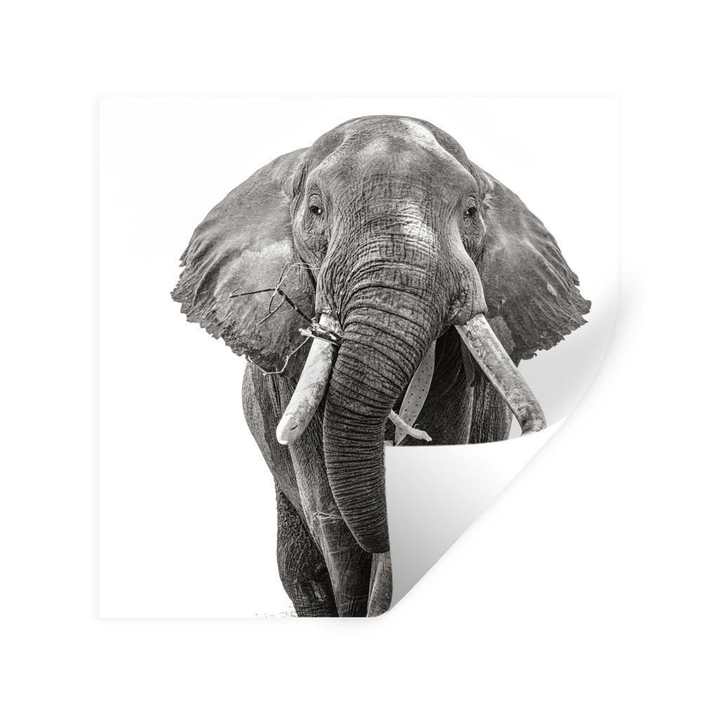 MuchoWow Wandtattoo Wandsticker Wandaufkleber Elefant - Porträt - Tiere - Schwarz und weiß 50x50 cm Selbstklebend und Repositionierbar - Selbst...
