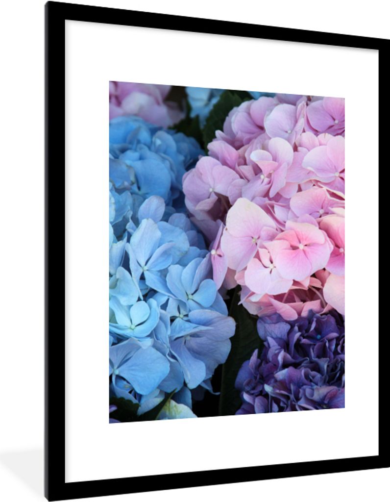 MuchoWow Gerahmtes Poster Blumen - Strauch - Hortensie - Botanisch 60x80 cm - Poster mit Schwarzem Bilderrahmen Wandposter Rahmen Foto Bilder - W...
