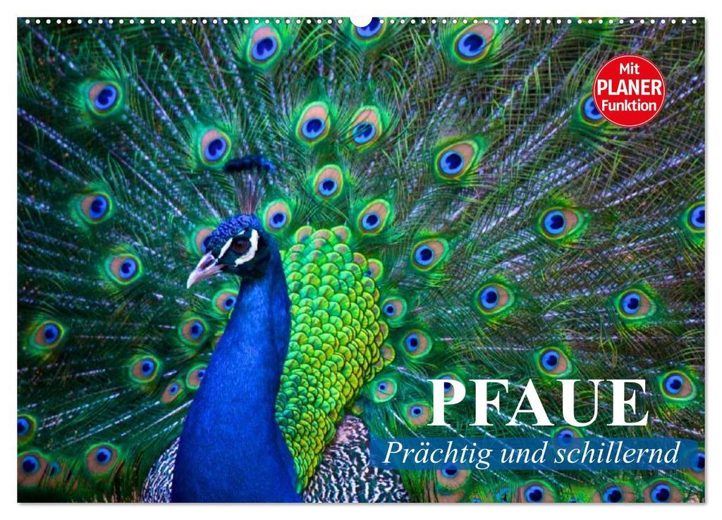 Pfaue. Prächtig und schillernd (Wandkalender 2027 DIN A2 quer), CALVENDO Monatskalender