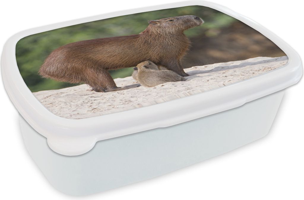 KitchenYeah Lunchbox Brotzeit Brotdose 17x11 cm Zwei Wasserschweine füttern ihre Mutter auf einer Sandbank am Fluss Kinder Brotzeitdose - Lunch ...