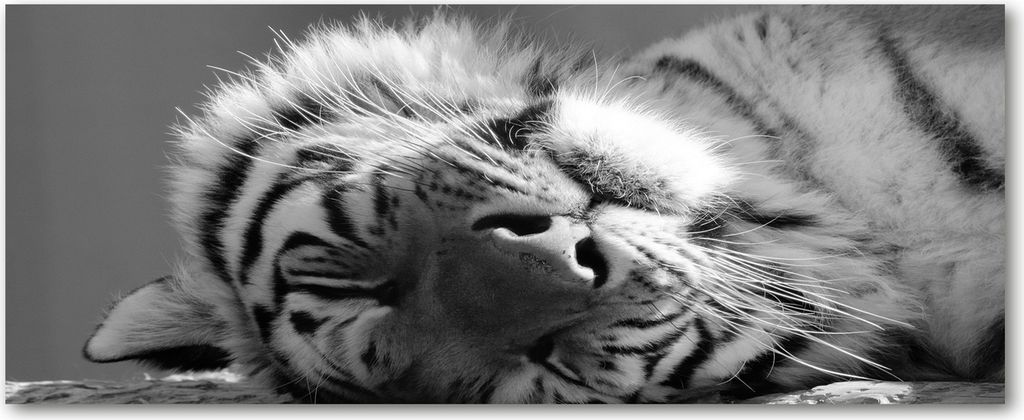 Tulup Leinwandbild - 125x50 cm - Wandkunst - Drucke auf Leinwand - Leinwanddruck - Tiere - Schwarzweiß - Müder Tiger