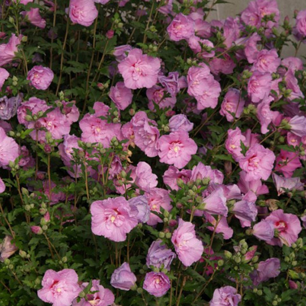 Hibiskus Wildform  - Hibiscus syriacus 'Lavender Chiffon'  Produktbild 
