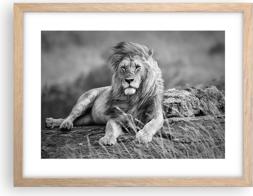 Gerahmtes Poster - Rahmen in heller Eiche - Löwe Tier Natur - 40x30 cm - Wand Bild - Wanddeko - Wandbilder - Kunstposter - Wandposter - Bilderrahm...