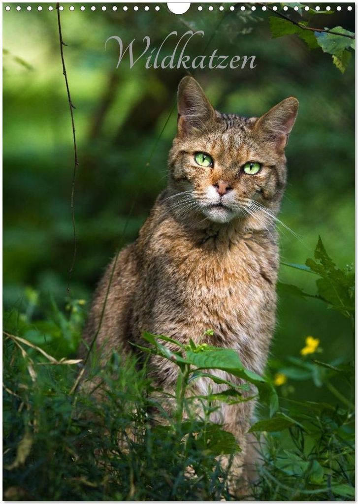 Wildkatzen - scheue Jäger (Wandkalender 2026 DIN A3 hoch), CALVENDO Monatskalender