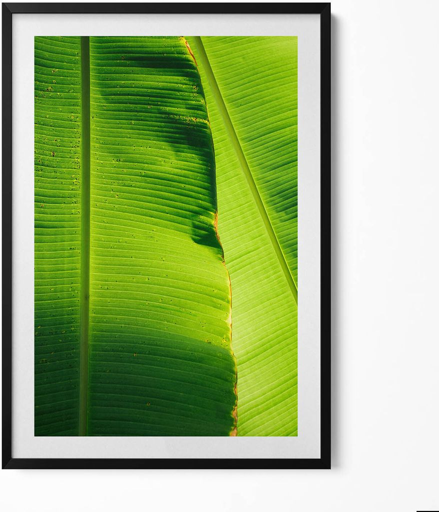 Grüne Bananenblätter in der Sonne– Wandbild mit Rahmen – Gerahmtes Bild – Wanddekoration – 70x100 cm – Schwarz Rahmen