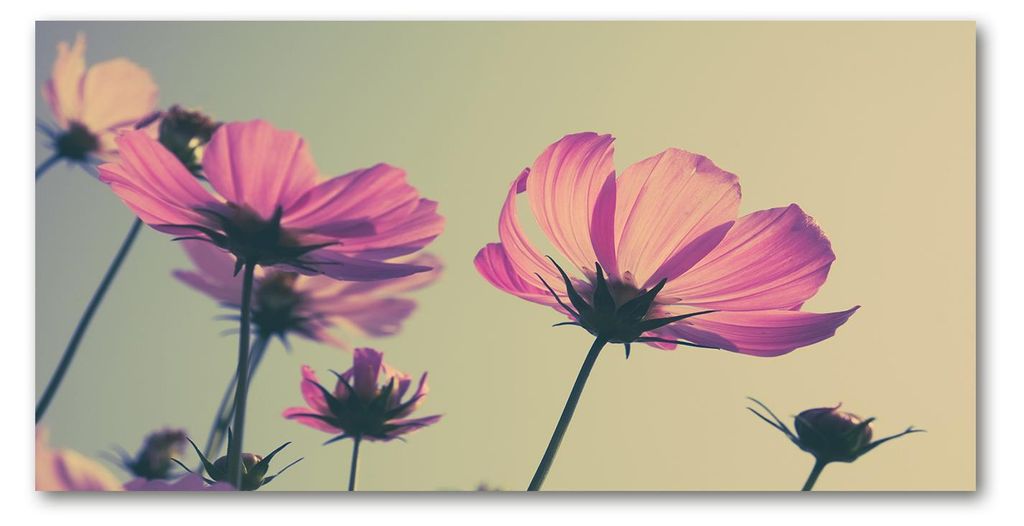 Tulup Leinwandbild -100x50 cm - Wandkunst - Drucke auf Leinwand - Leinwanddruck - Blumen & Pflanzen - Rosa - Rosa Blumen