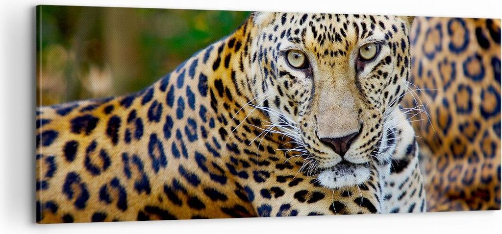 Bild auf Leinwand - Leinwandbild - Leopardpanther Katze Tier Savanne - 100x40cm - Wand Bild - Wanddeko - Leinwanddruck - Bilder - Kunstdruck - Lein...
