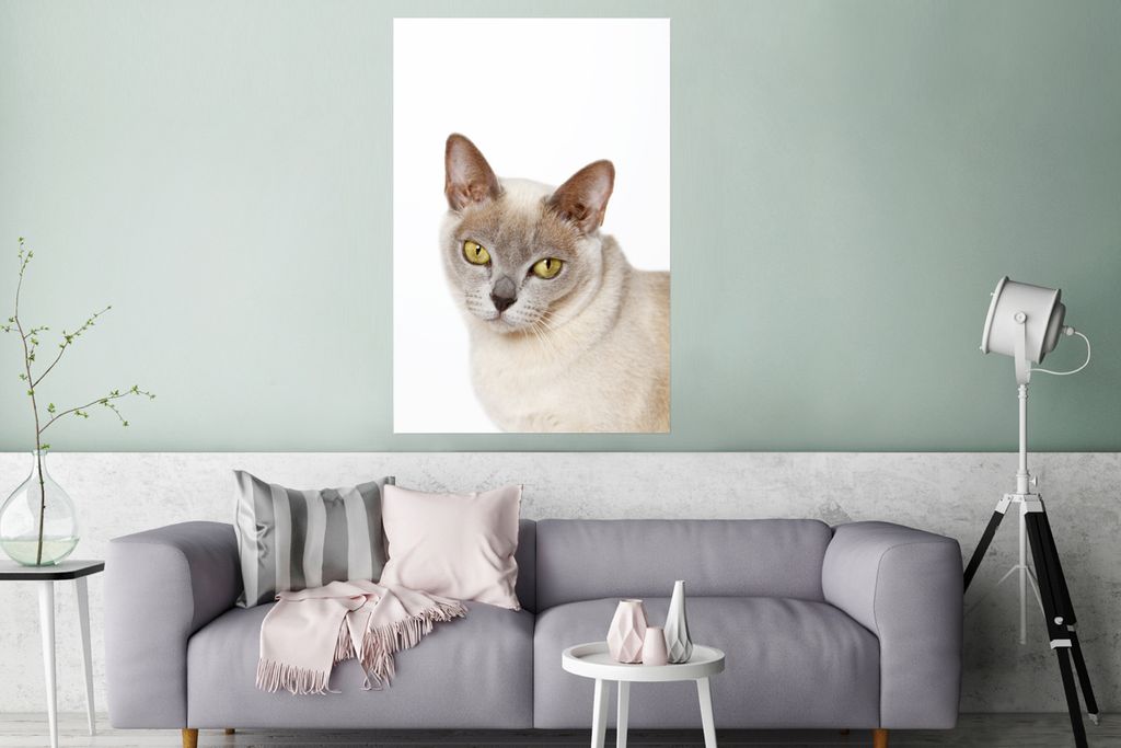 MuchoWow Poster Weiße burmesische Katze mit gelben Augen 80x120 cm - Papierdruck
