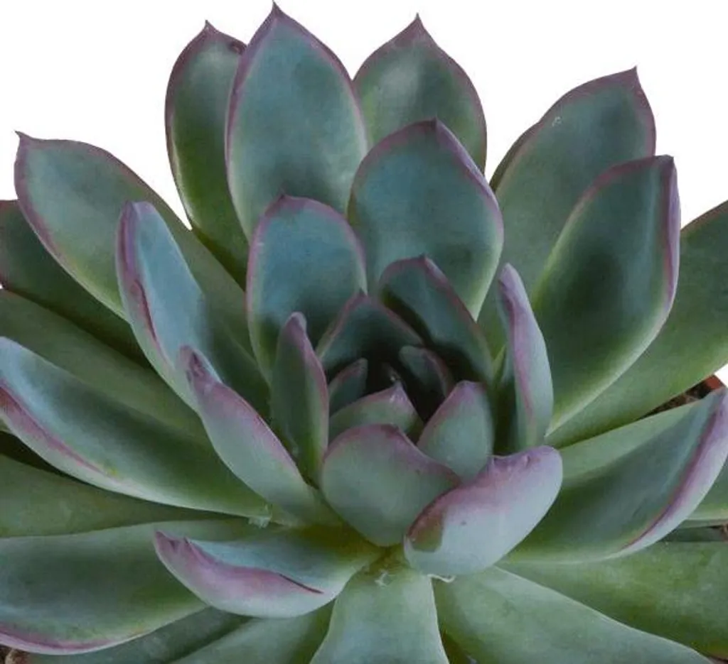 Succulente Inusable : Pack de 3 Echeveria Steinrose pour Main Grise