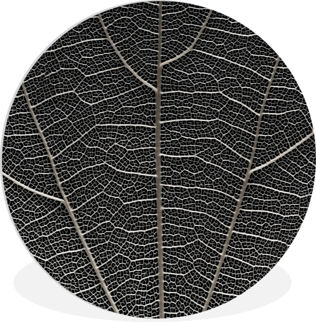 MuchoWow Rundes Wandbild - Runde Bilder Weißes Skelett eines großen Blattes Ø 30 cm Kreis Wanddekoration Kunststoff - Wandkreis - Wandschmuck ...
