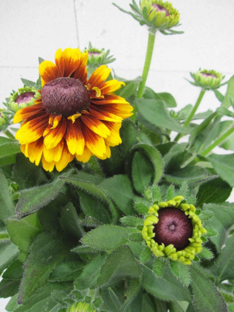 Rudbeckia hirta - Sunbeckia Kissing Smiley - Sonnenhut Produktbild 