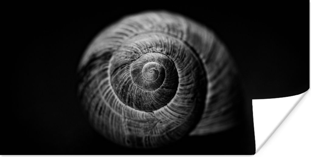 MuchoWow Poster Schnecke - Tiere - Schwarz - Weiß - Schneckenhaus 40x20 cm - Poster für die Wand - Poster Schlafzimmer