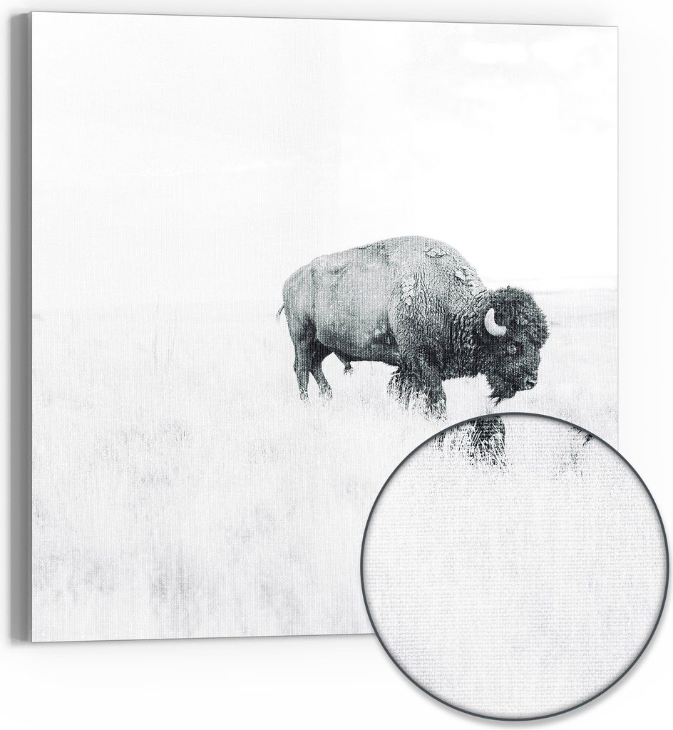 DEQOART Hybrid Leinwand Bild 30x30 cm 'Einsamer Bison' Wandbild Glas flach modern
