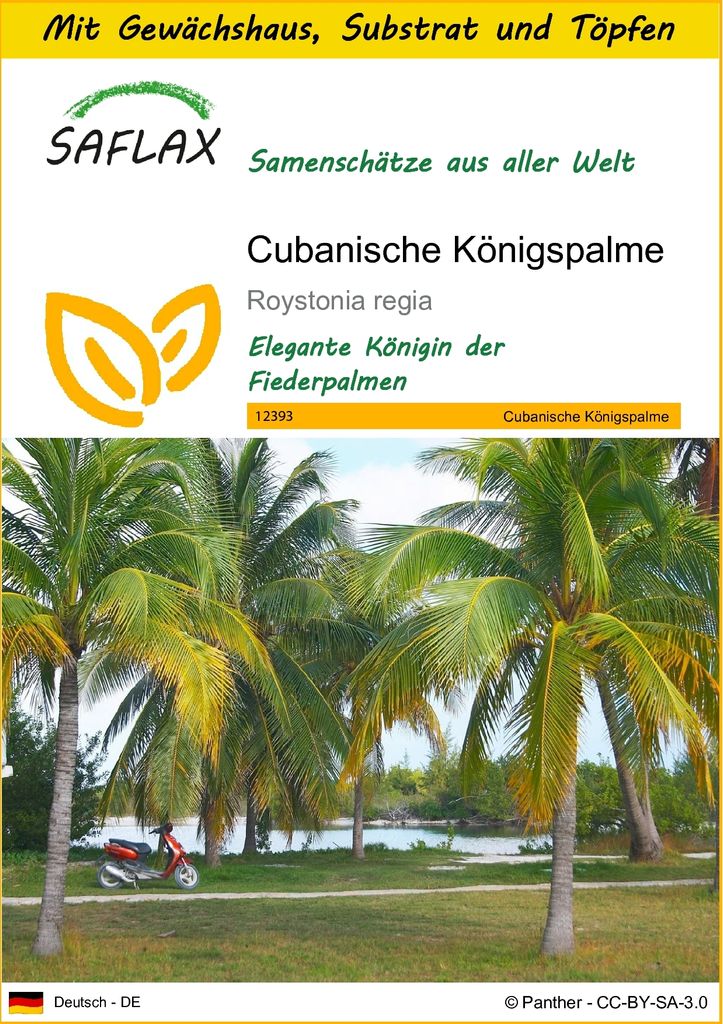 SAFLAX Anzucht Set - Cubanische Königspalme - Roystonia regia - 8 Samen - Mit Mini-Gewächshaus, Anzuchtsubstrat und 2 Töpfen
