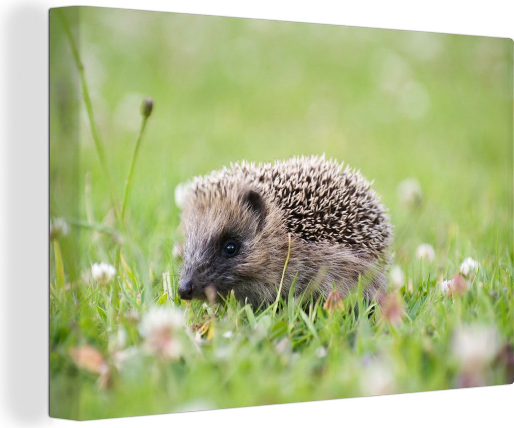 OneMillionCanvasses - Leinwandbilder - 140x90 cm, Baby-Igel im Gras, Wandbilder Kunstdruck Wanddekoration