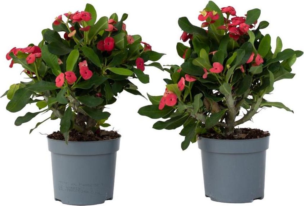 Christusdorn - 2 Stk - Euphorbia 'Milii' - Höhe 25-35cm - Produktbild 