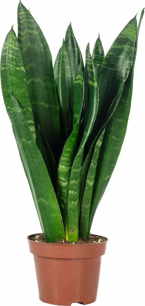A potted snake plant with dark green, variegated leaves.