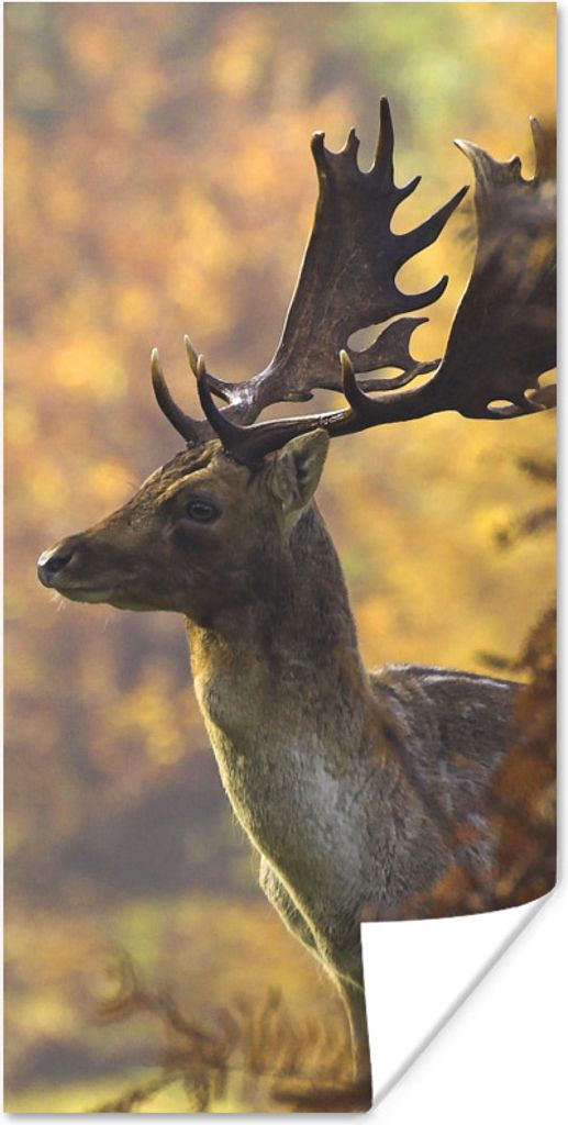 MuchoWow Poster Hirsche - Geweihe - Herbst 20x40 cm - Plakat - Foto