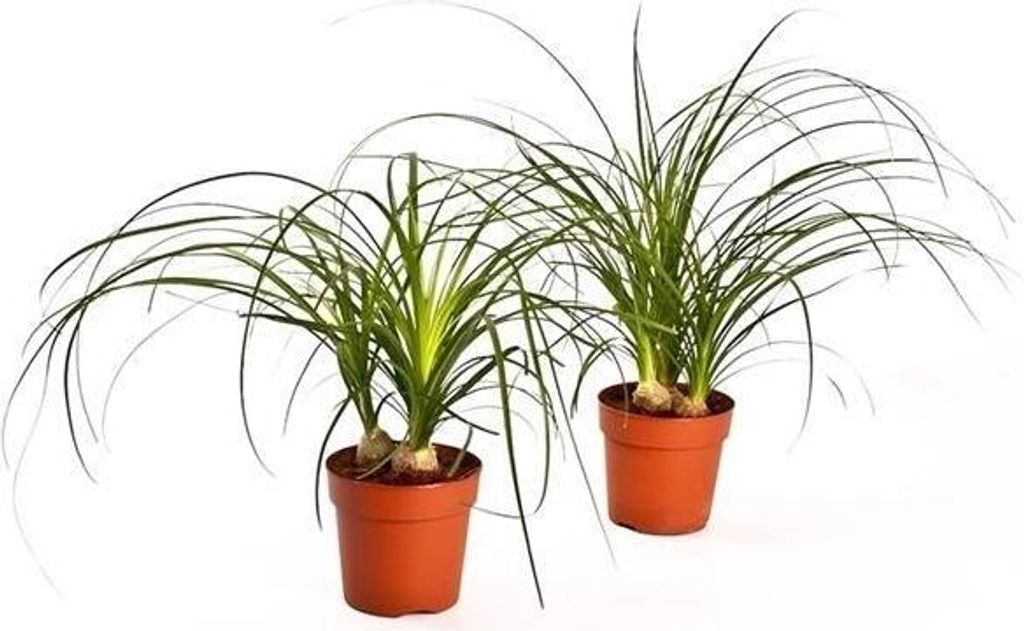 Baby Elefantenfu Beaucarnea recurvata Flaschenbaum