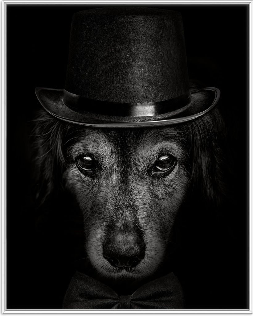 Wallario Wandbild Eleganter Hund mit Zylinder in schwarz-weiß, Größe: 40,30 x 50,30 cm, Poster mit weißem Aluminiumrahmen