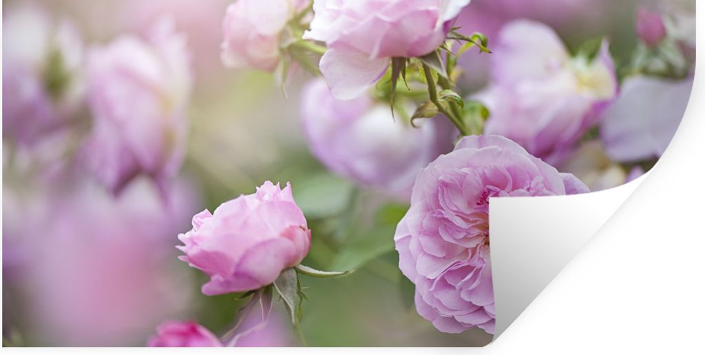 MuchoWow Wandtattoo Wandsticker Wandaufkleber Pflanzen von rosa Rosen wachsen in der Natur 160x80 cm Selbstklebend und Repositionierbar - Sticker...