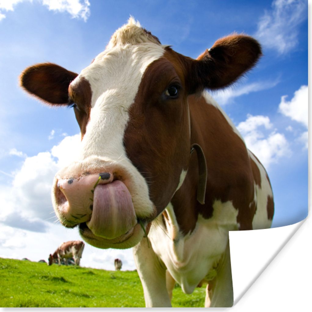 MuchoWow Poster Kuh - Bauernhof - Gras 30x30 cm - Wandposter - Printing