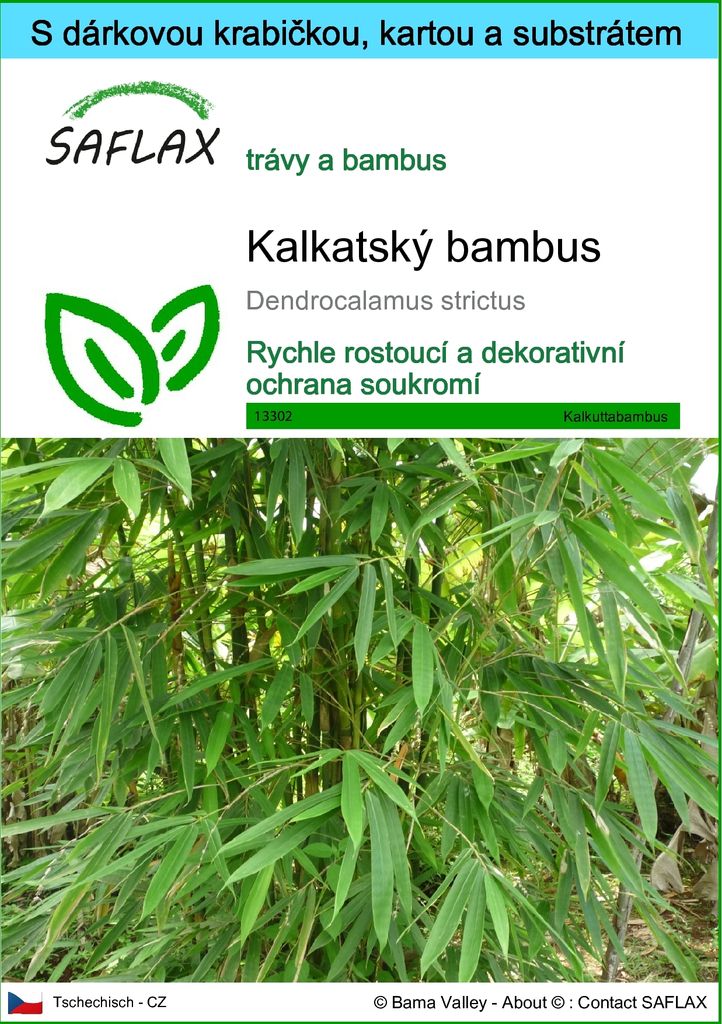 SAFLAX Dárková sada - kalkatský bambus - Dendrocalamus Obrázek produktu 