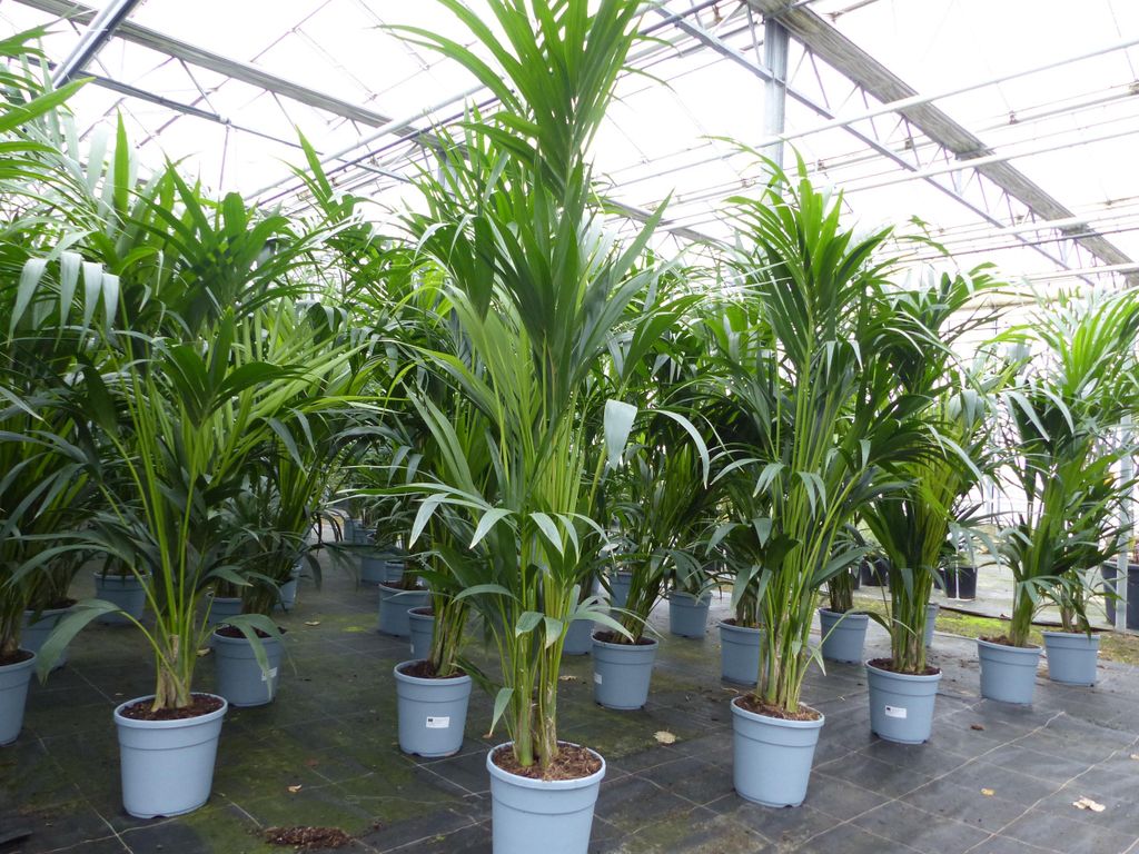 Kentia Premium Palme 160 - 180 cm | bis 10 Pflanzen im Topf | Howea forsteriana Zimmerpflanze Büropflanze