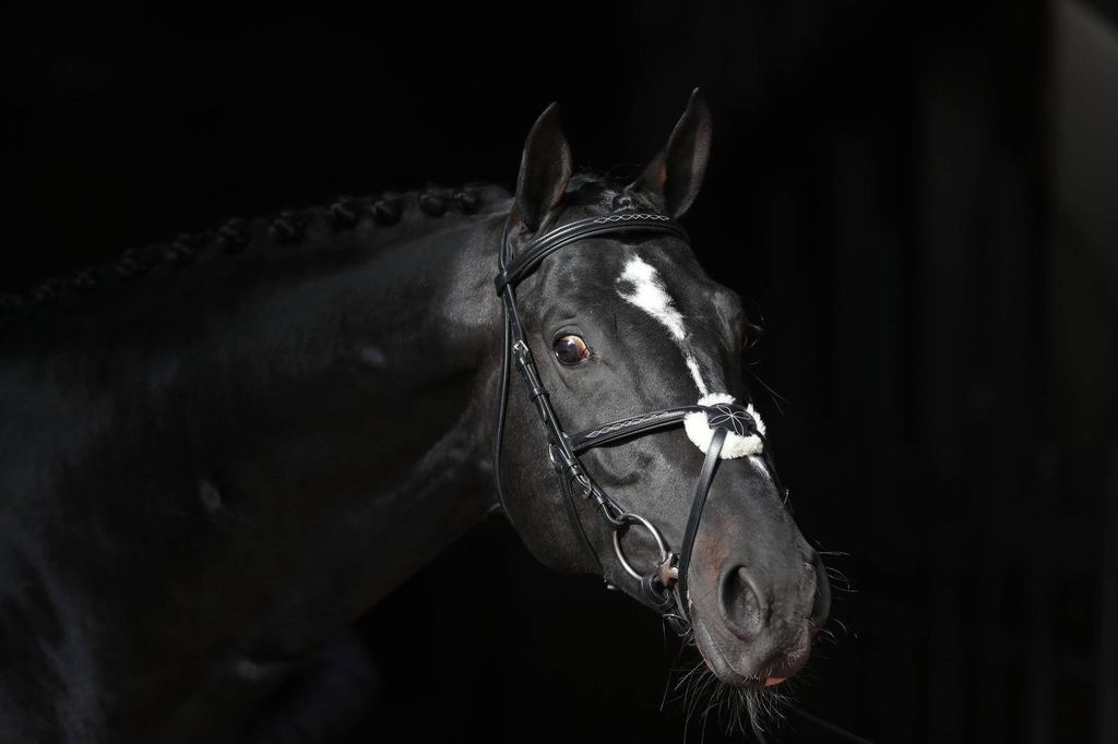 Covalliero Zaumzeug Cancun Pony Schwarz Produktbild 9