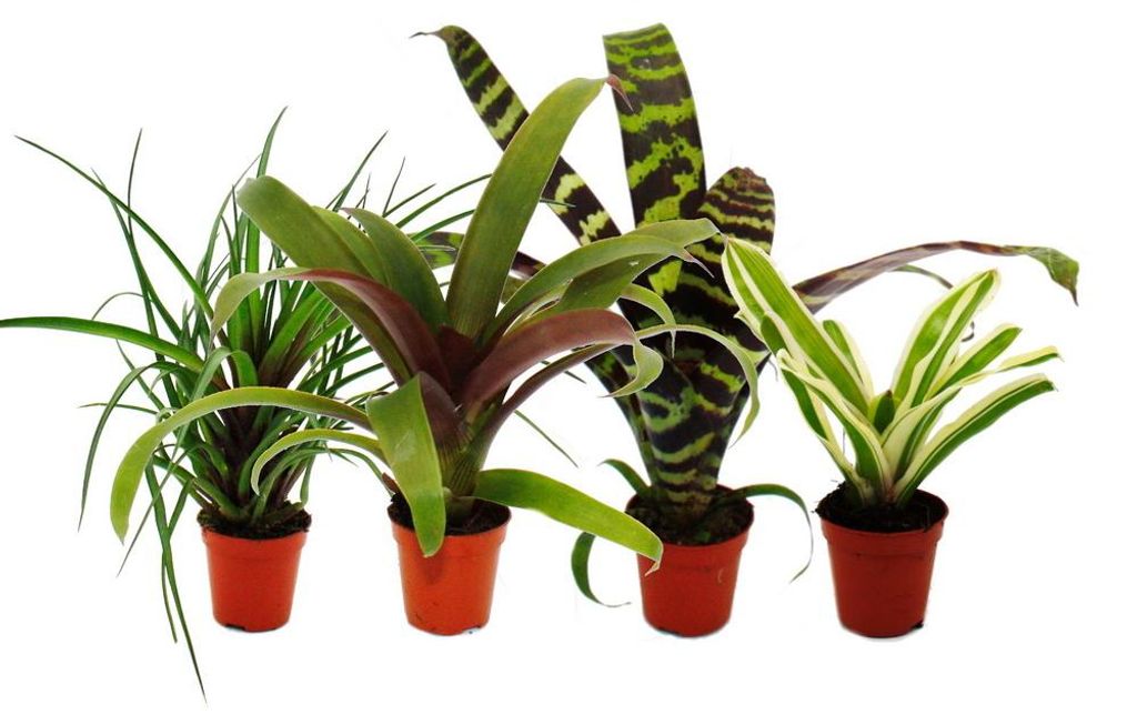 Mini-Bromelien-Set "Nature's Touch" - 4 Pflanzen mit Produktbild 