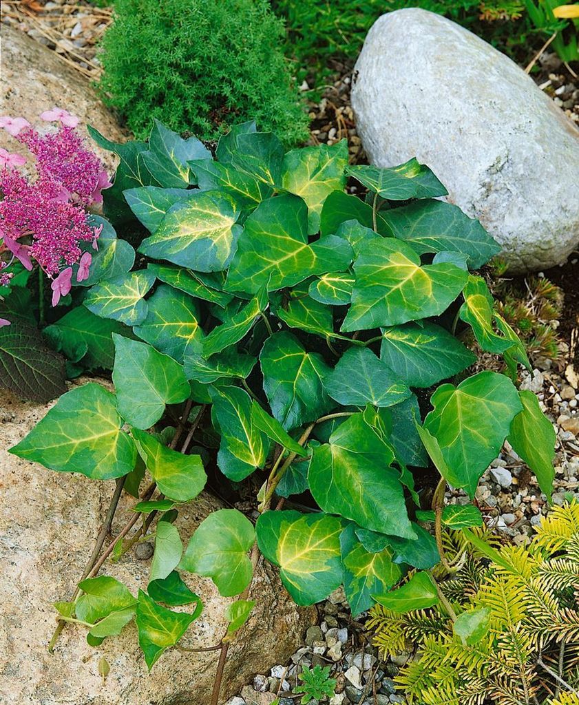 Hedera colchica 'Sulphur Heart', Efeu, gelb-grün, 40–60 cm