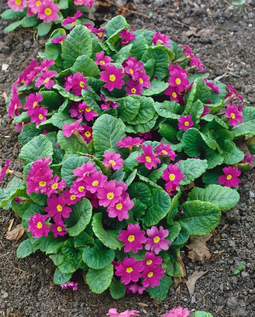 Primula x pruhoniciana 'Perle von Bottrop', rosa Blüten, ca. 9x9 cm Topf