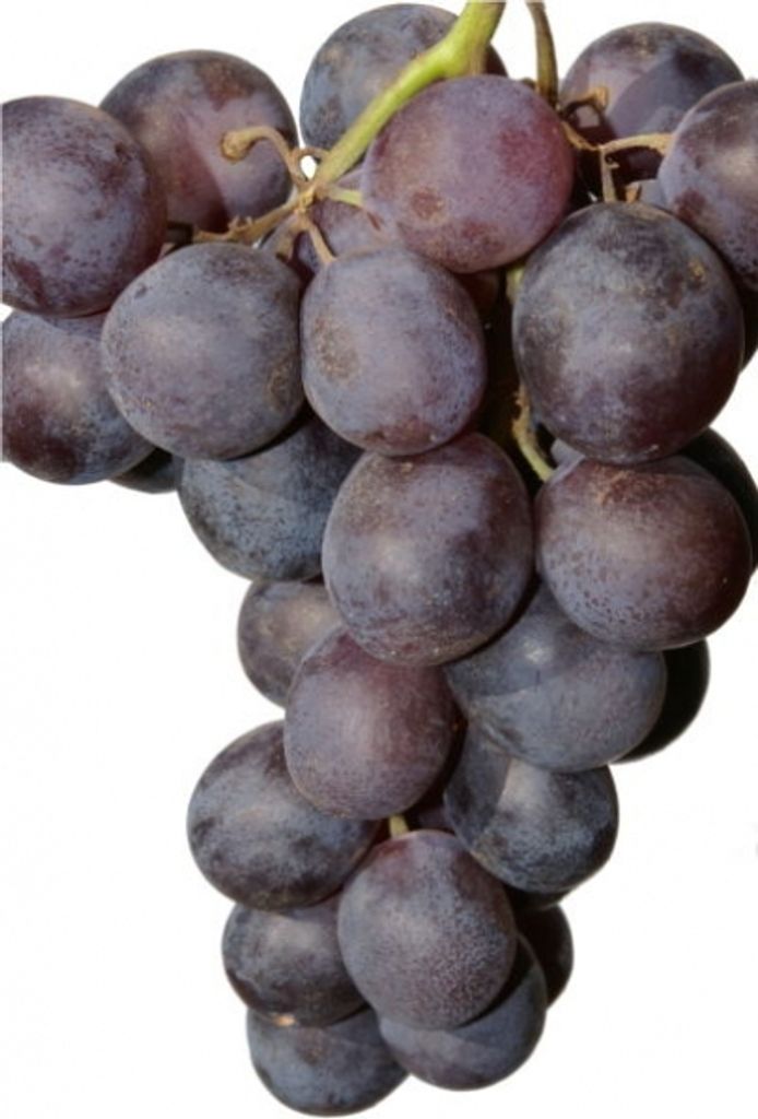 Vitis vinifera Königliche Esthertraube - blaue Weinrebe Tafeltraube - kernarm und frühreifend