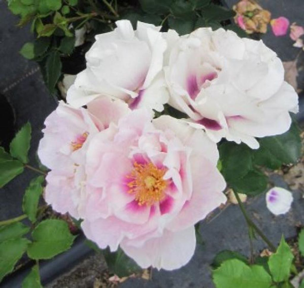 Rosa Eyes for you - Syn. Blue Eyes - Strauchrose - James Rose England