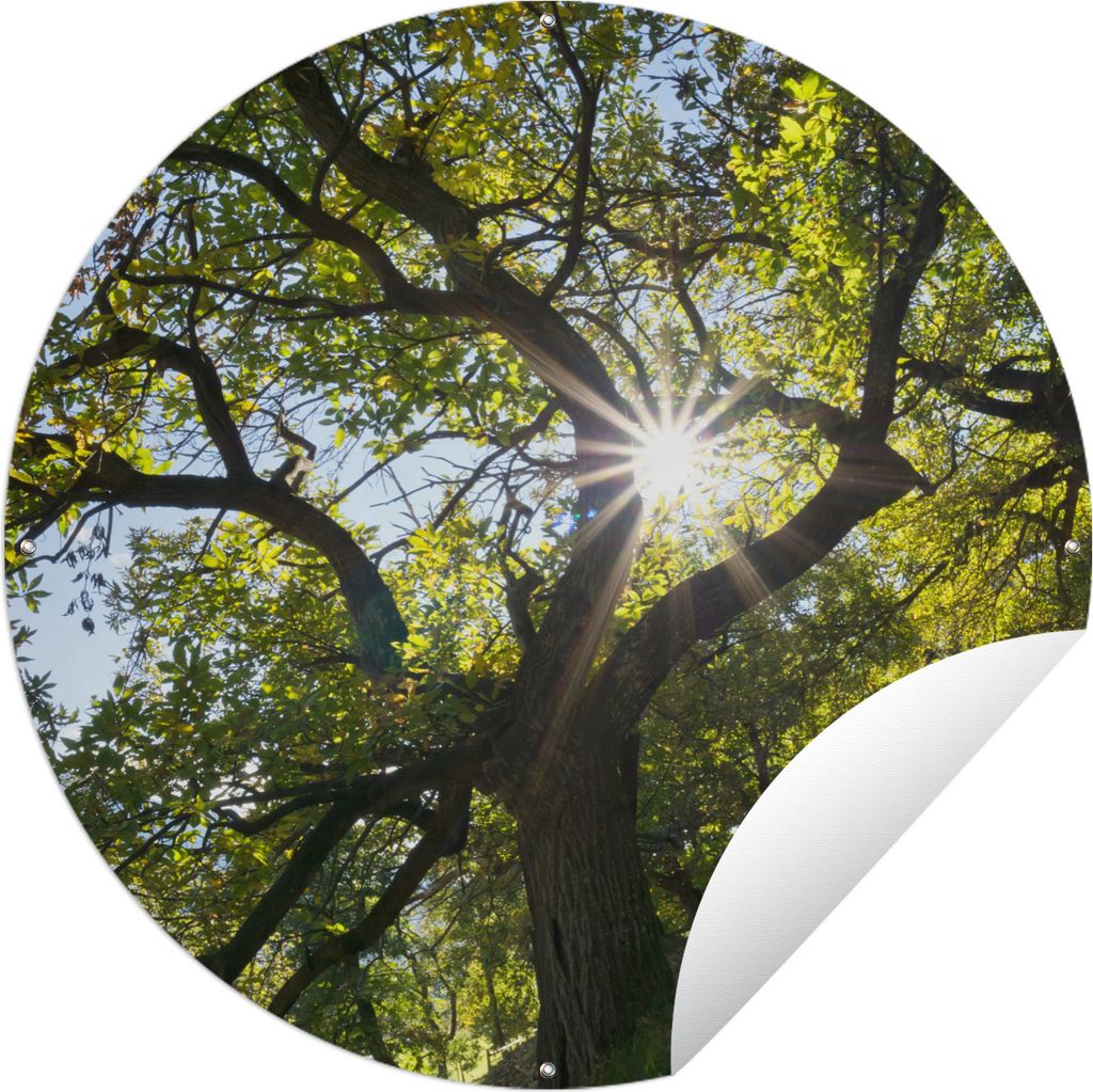MuchoWow Gartenposter Outdoor-Poster Rund Ein Kastanienbaum im Herbst in Italien Ø 120 cm Gartendeko Rundes Poster draußen